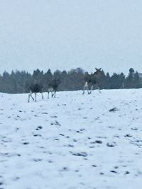 View of sheep on snow covered land