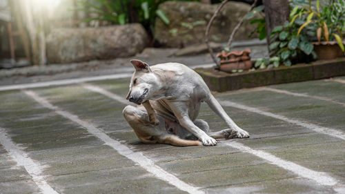 View of a cat on footpath