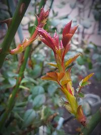 Close-up of red flower
