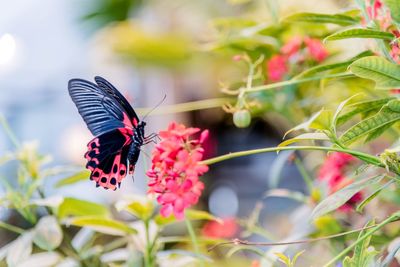 Close-up of butterfly pollinating on plant