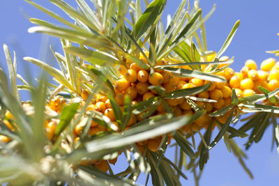 Low angle view of fresh fruits on tree against sky