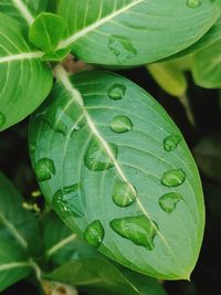 Green leaves with dew drops.