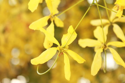 Close-up of yellow flowering plant