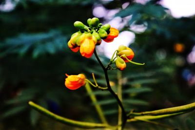 Close-up of yellow flowering plant