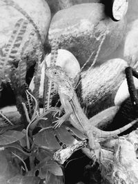 Close-up of snake