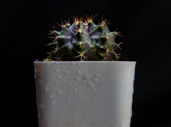 Close-up of cactus plant against black background