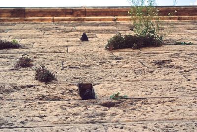 Plants growing on field