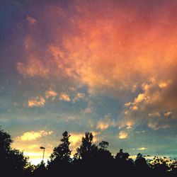 Low angle view of trees at sunset