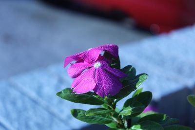 Close-up of pink flowers