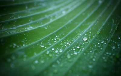 Full frame shot of raindrops on leaves