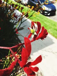 Close-up of red plant