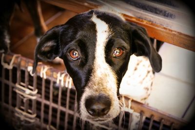 Close up of dog in cage