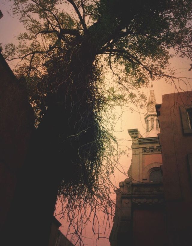 building exterior, architecture, built structure, tree, bare tree, branch, low angle view, silhouette, house, residential building, residential structure, sky, building, outdoors, no people, growth, nature, church, sunset, dusk