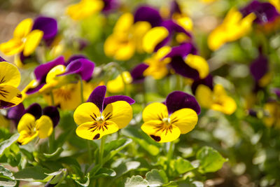 Close-up of yellow flowering plant