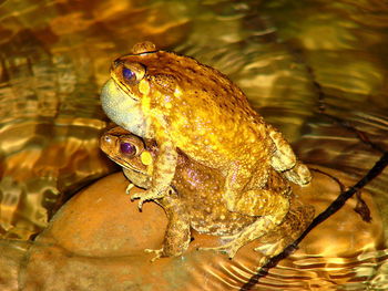 Close-up of frog in lake