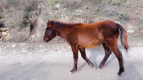 Side view of a horse on field