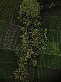 High angle view of plants on field