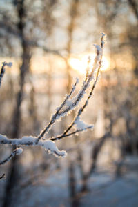 Close-up of frozen plant