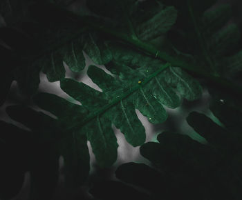 High angle view of leaf in water