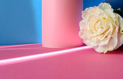 Bright pink and blue colorful background with white rose. minimalistic summer concept