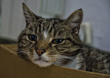 Close-up portrait of cat