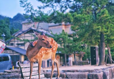 Deer standing in a park