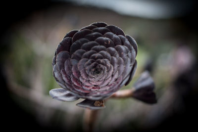 Close-up of flower on plant