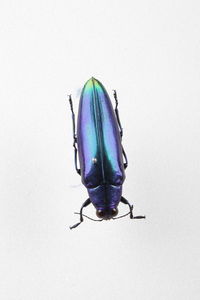 Close-up of insect over white background
