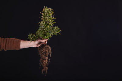 Cropped hand of woman standing against black background