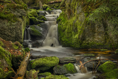 Scenic view of waterfall in forest