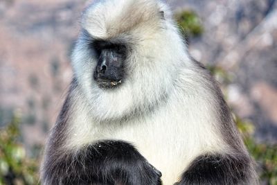 Close-up of white langur looking away outdoors