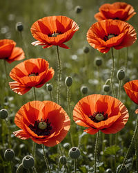 Close-up of red flower