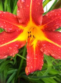 Close-up of red flower