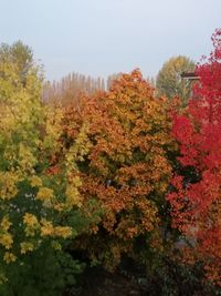 Scenic view of flowering trees against sky during autumn