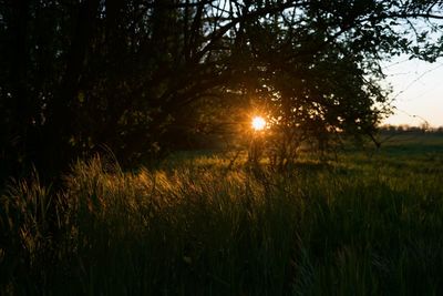 Trees on field against sky at sunset