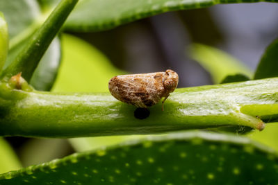 Close-up of green leaf on plant