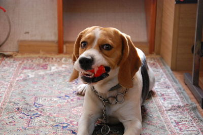 Portrait of dog sitting on floor at home