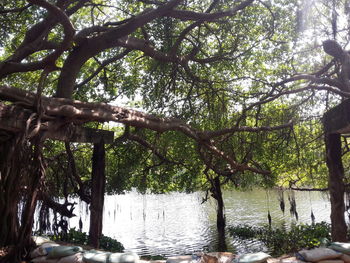 Trees by lake in forest against sky