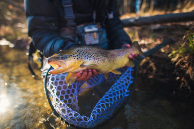 A man catches a large brown trout on a river in maine