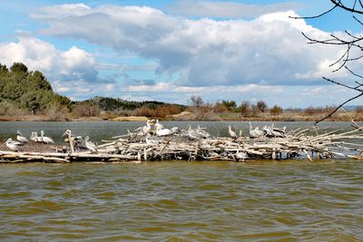 View of pelicans on the natural reserve of sigean, in the south of france. 