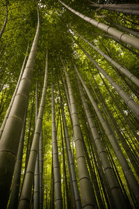 Low angle view of bamboo trees in forest