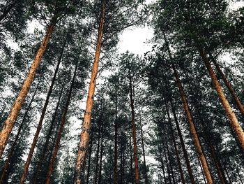 Low angle view of bamboo trees in forest during winter