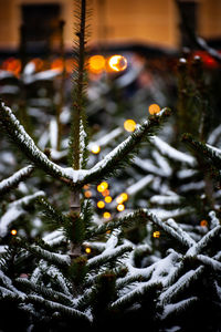 Close-up of christmas tree during winter