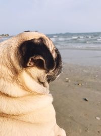 Close-up of dog at beach against sky