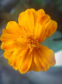 Close-up of yellow flower blooming outdoors