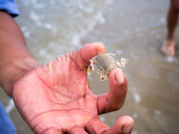 Cropped hand holding crab at beach