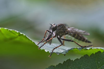 Close-up of insect on plant