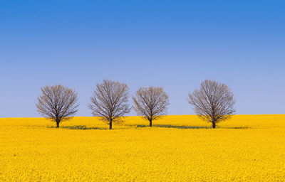 Bare trees on landscape