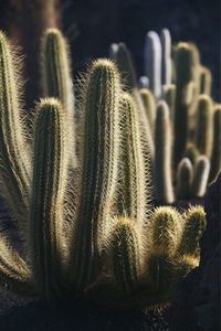 Close-up of cactuses growing on field