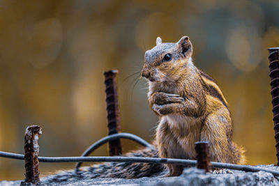 Close-up of squirrel